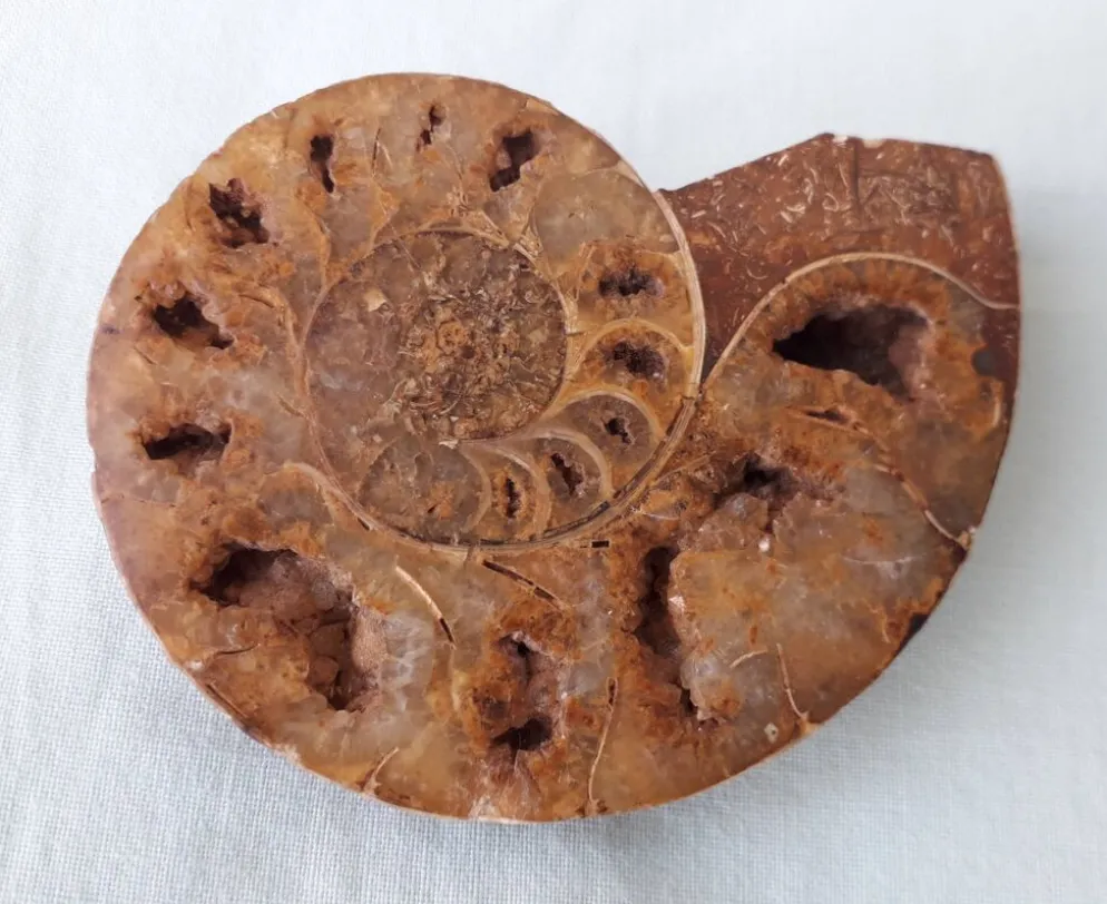 Fossile coquillage ammonite