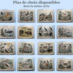 Grande gravure ancienne 1886 - Pinson et oiseaux. lithographie, planche