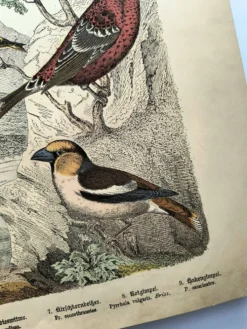 Grande gravure ancienne 1886 - Pinson et oiseaux. lithographie, planche