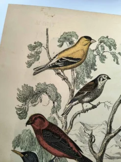 Grande gravure ancienne 1886 - Pinson et oiseaux. lithographie, planche