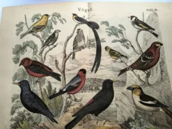 Grande gravure ancienne 1886 - Pinson et oiseaux. lithographie, planche