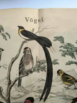 Grande gravure ancienne 1886 - Pinson et oiseaux. lithographie, planche