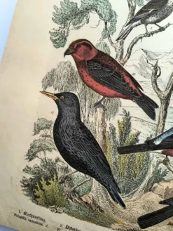Grande gravure ancienne 1886 - Pinson et oiseaux. lithographie, planche