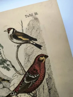 Grande gravure ancienne 1886 - Pinson et oiseaux. lithographie, planche