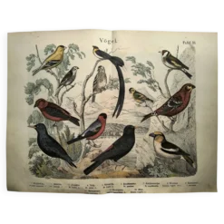 Grande gravure ancienne 1886 - Pinson et oiseaux. lithographie, planche