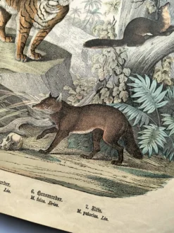 Grande gravure ancienne 1886 - Tigres et mammifères. lithographie planche