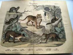 Grande gravure ancienne 1886 - Tigres et mammifères. lithographie planche