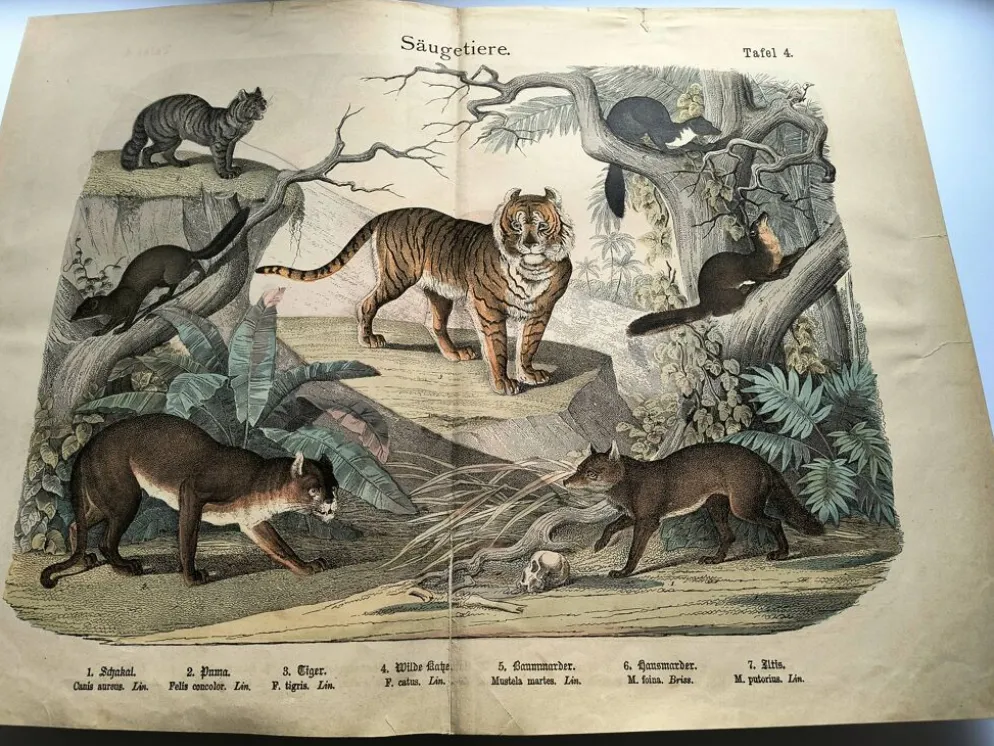 Grande gravure ancienne 1886 - Tigres et mammifères. lithographie planche