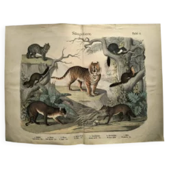 Grande gravure ancienne 1886 - Tigres et mammifères. lithographie planche