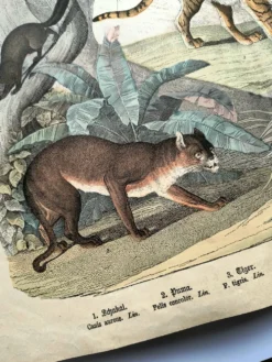 Grande gravure ancienne 1886 - Tigres et mammifères. lithographie planche
