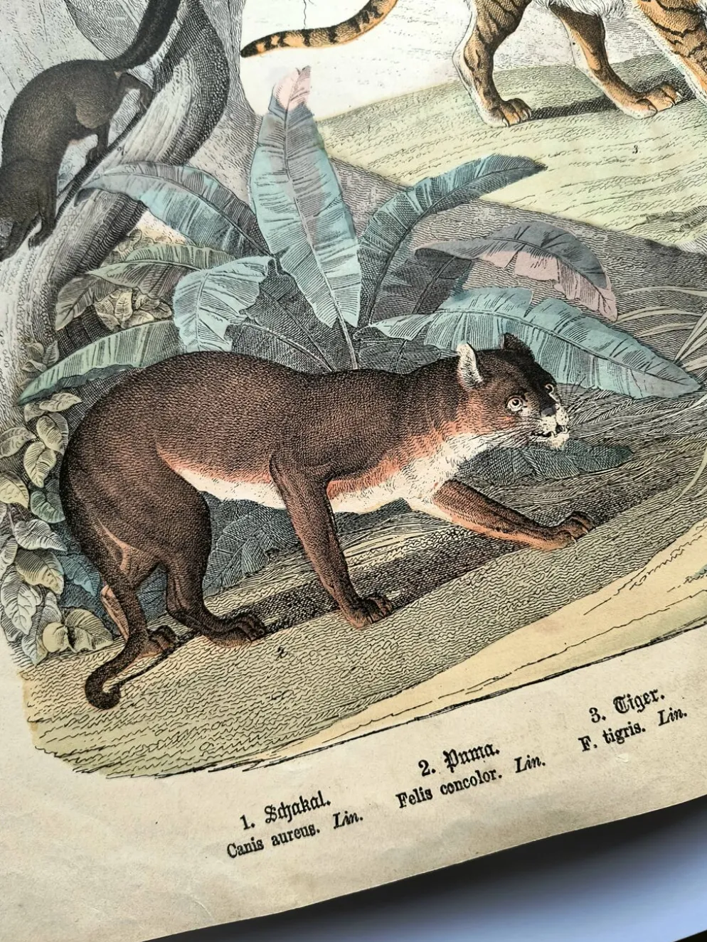Grande gravure ancienne 1886 - Tigres et mammifères. lithographie planche