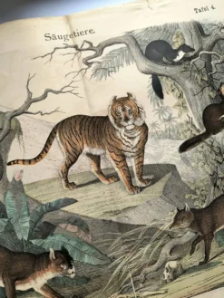 Grande gravure ancienne 1886 - Tigres et mammifères. lithographie planche