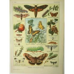 Gravbure ancienne 1921 M. Dessertenne - Papillon - Belle lithographie
