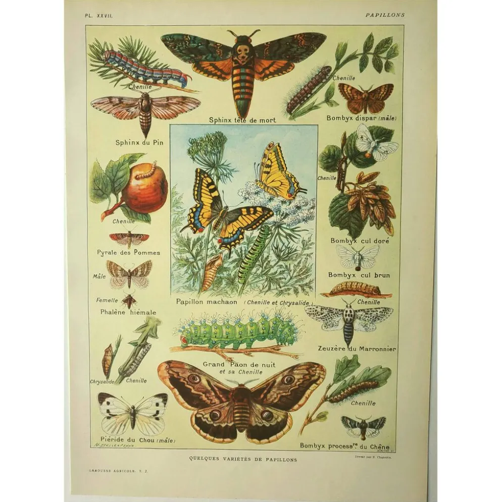 Gravbure ancienne 1921 M. Dessertenne - Papillon - Belle lithographie