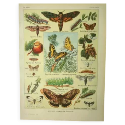 Gravbure ancienne 1921 M. Dessertenne - Papillon - Belle lithographie