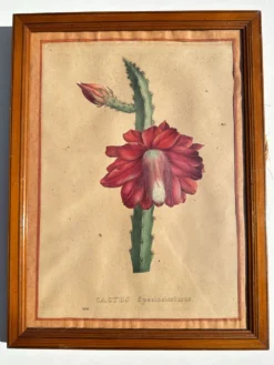 Gravure 1700 Affiche botanique originale cactus fleur rouge encadré