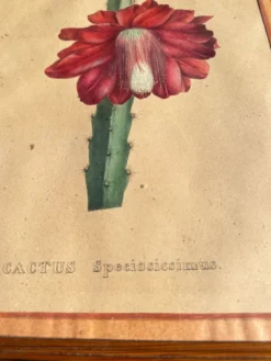 Gravure 1700 Affiche botanique originale cactus fleur rouge encadré