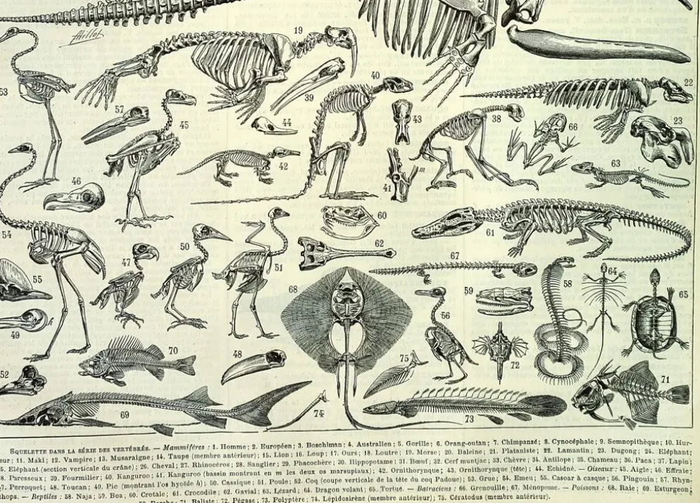Gravure ancienne 1897 A. Millot - Squelettes d'animaux, anatomie