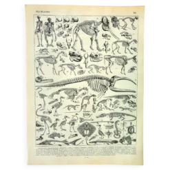 Gravure ancienne 1897 A. Millot - Squelettes d'animaux, anatomie