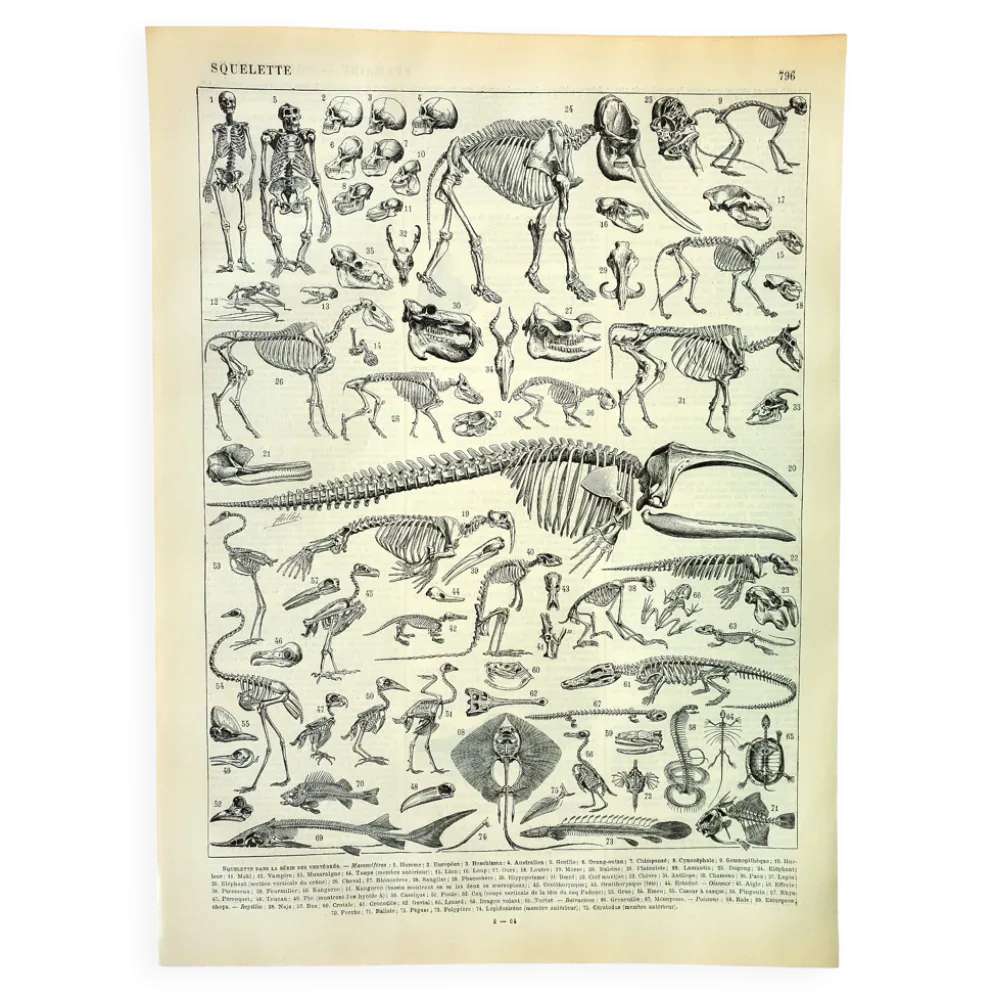 Gravure ancienne 1897 A. Millot - Squelettes d'animaux, anatomie