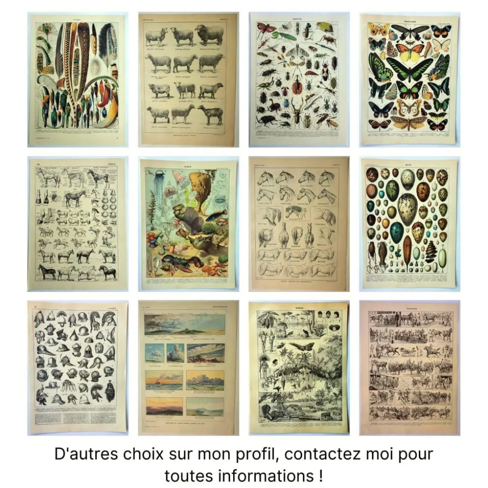 Gravure ancienne 1897 A. Millot - Squelettes d'animaux, anatomie