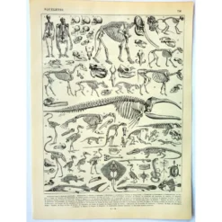 Gravure ancienne 1897 A. Millot - Squelettes d'animaux, anatomie