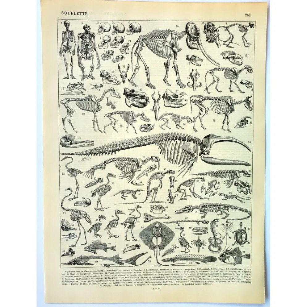Gravure ancienne 1897 A. Millot - Squelettes d'animaux, anatomie