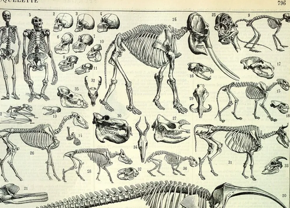 Gravure ancienne 1897 A. Millot - Squelettes d'animaux, anatomie