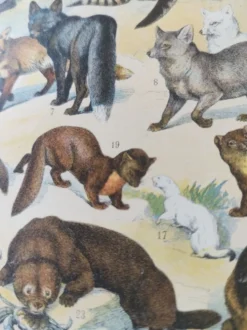Gravure ancienne • Animaux à fourrures (1) • Affiche originale et vintage de 1909