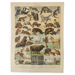 Gravure ancienne • Animaux à fourrures (1) • Affiche originale et vintage de 1909