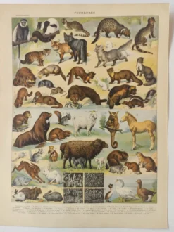 Gravure ancienne • Animaux à fourrures (1) • Affiche originale et vintage de 1909