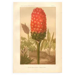 Gravure ancienne 1889 - Arum tacheté par A. Lefevre - Planche botanique