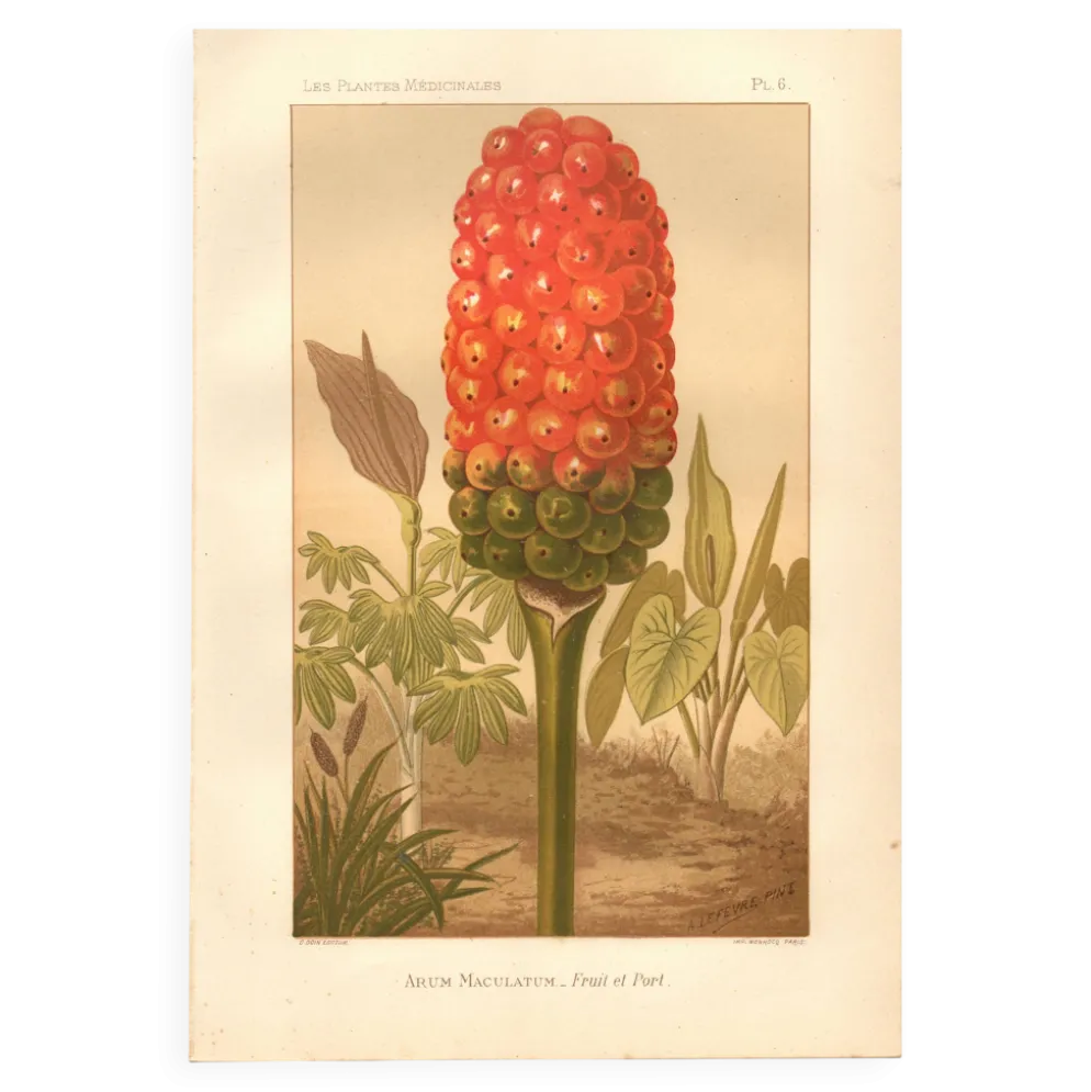Gravure ancienne 1889 - Arum tacheté par A. Lefevre - Planche botanique