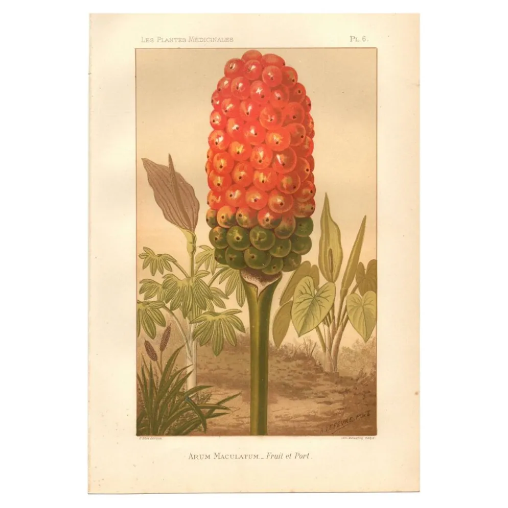 Gravure ancienne 1889 - Arum tacheté par A. Lefevre - Planche botanique