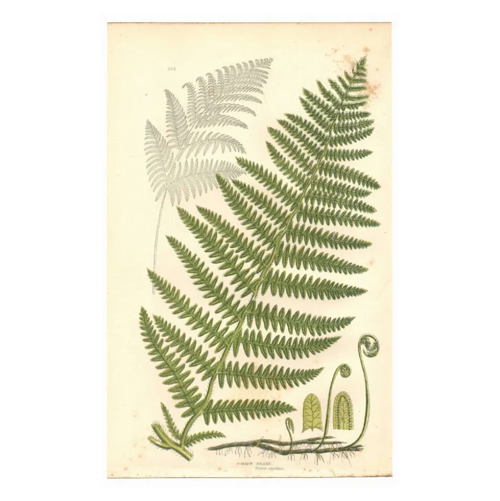 Gravure ancienne botanique 1889 - Fougère commune par A. Pratt