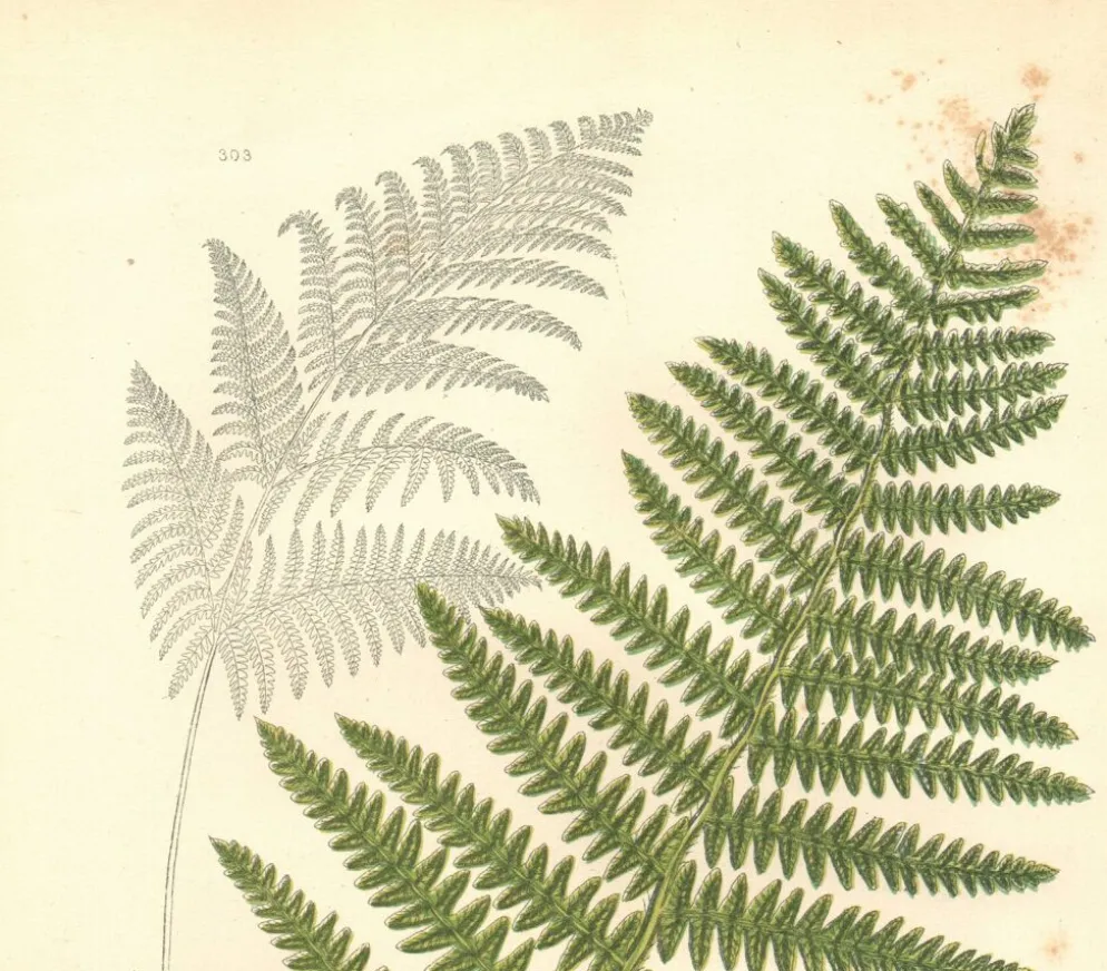 Gravure ancienne botanique 1889 - Fougère commune par A. Pratt