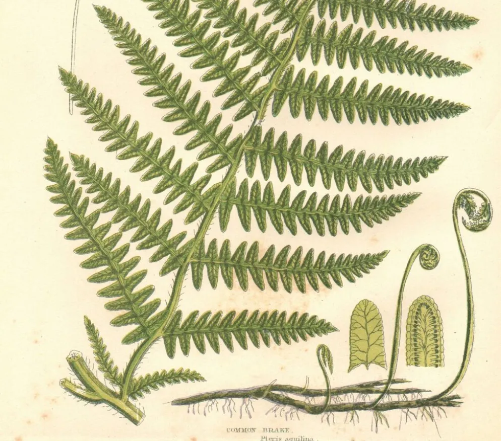 Gravure ancienne botanique 1889 - Fougère commune par A. Pratt