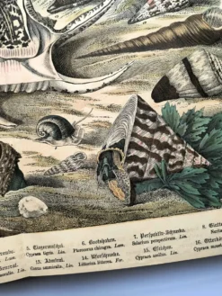 Gravure ancienne 1886 - Coquillages et mollusques 1.Lithographie planche