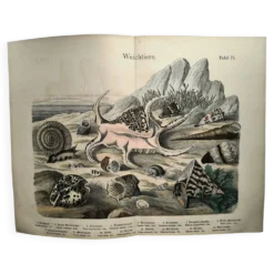 Gravure ancienne 1886 - Coquillages et mollusques 1.Lithographie planche