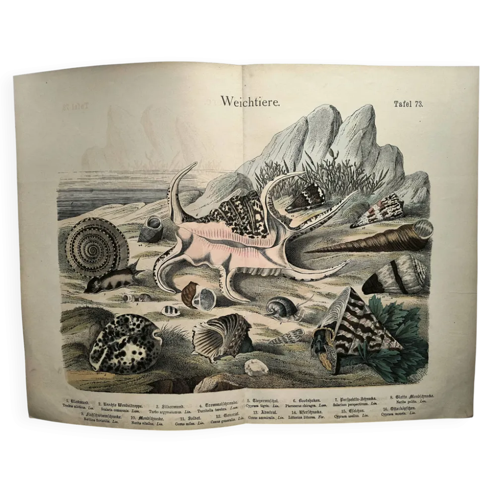 Gravure ancienne 1886 - Coquillages et mollusques 1.Lithographie planche