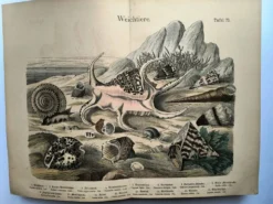 Gravure ancienne 1886 - Coquillages et mollusques 1.Lithographie planche