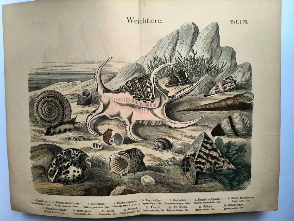 Gravure ancienne 1886 - Coquillages et mollusques 1.Lithographie planche