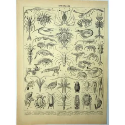 Gravure ancienne 1928 - Crustacés (2) par A. Millot. PlanchePlage, océan
