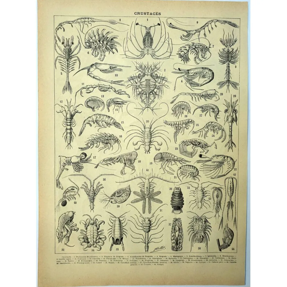 Gravure ancienne 1928 - Crustacés (2) par A. Millot. PlanchePlage, océan