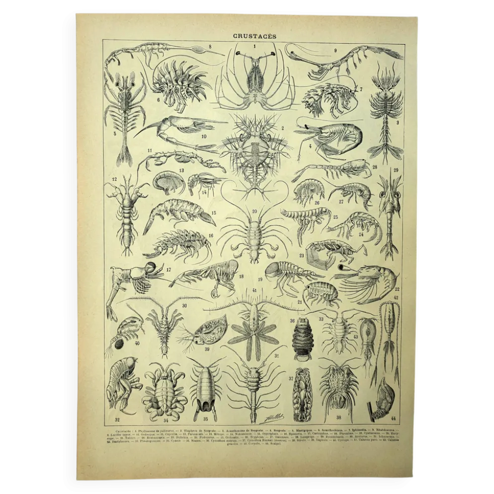 Gravure ancienne 1928 - Crustacés (2) par A. Millot. PlanchePlage, océan