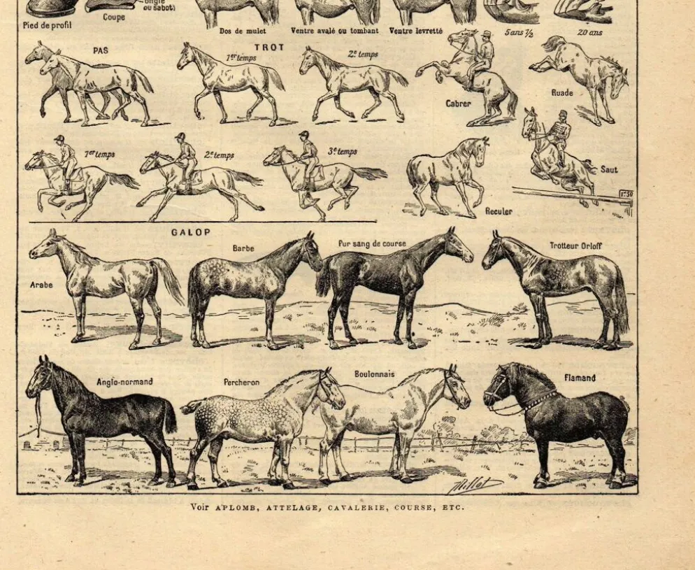 Gravure ancienne de 1923 - Anatomie et races du cheval par A. Millot