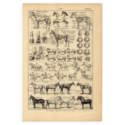 Gravure ancienne de 1923 - Anatomie et races du cheval par A. Millot