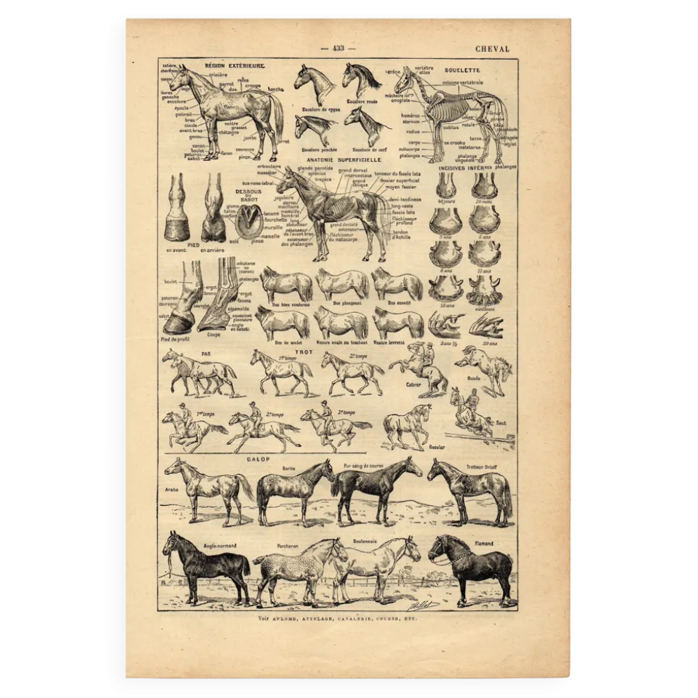 Gravure ancienne de 1923 - Anatomie et races du cheval par A. Millot