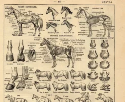 Gravure ancienne de 1923 - Anatomie et races du cheval par A. Millot