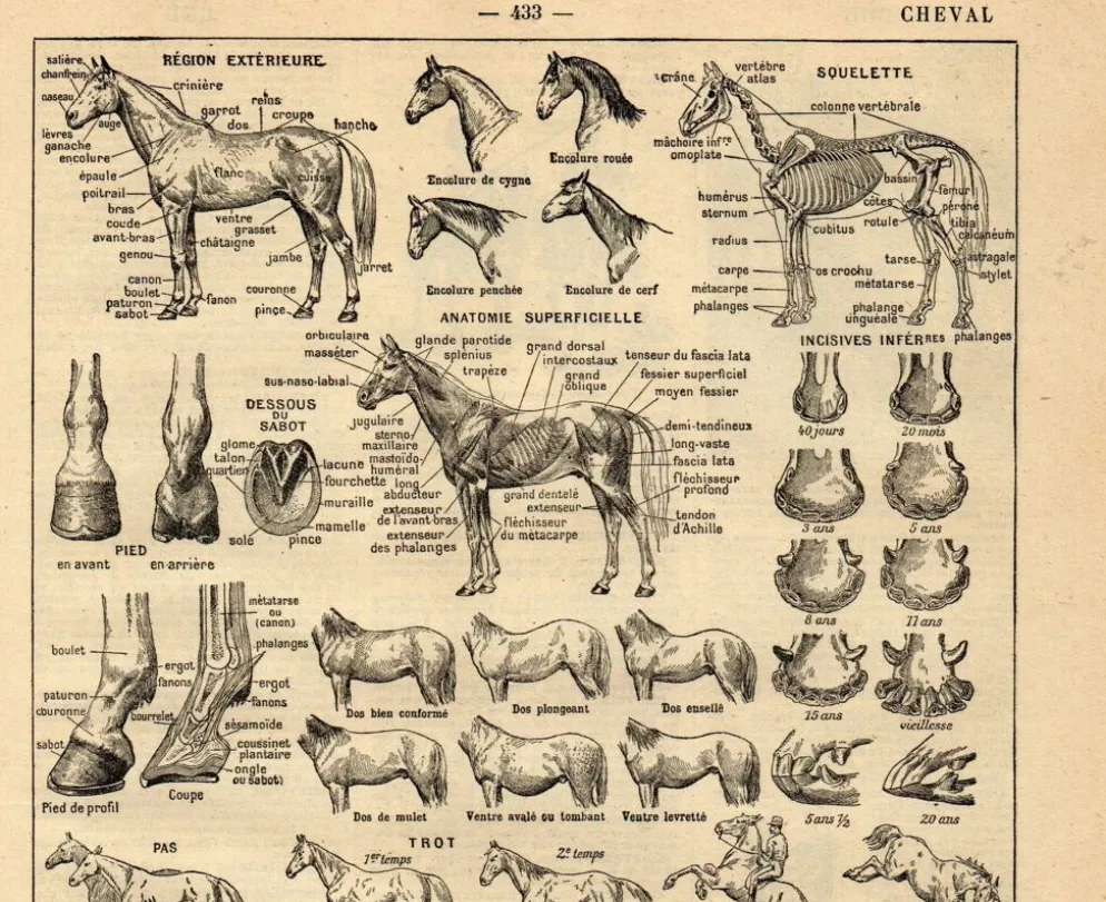 Gravure ancienne de 1923 - Anatomie et races du cheval par A. Millot